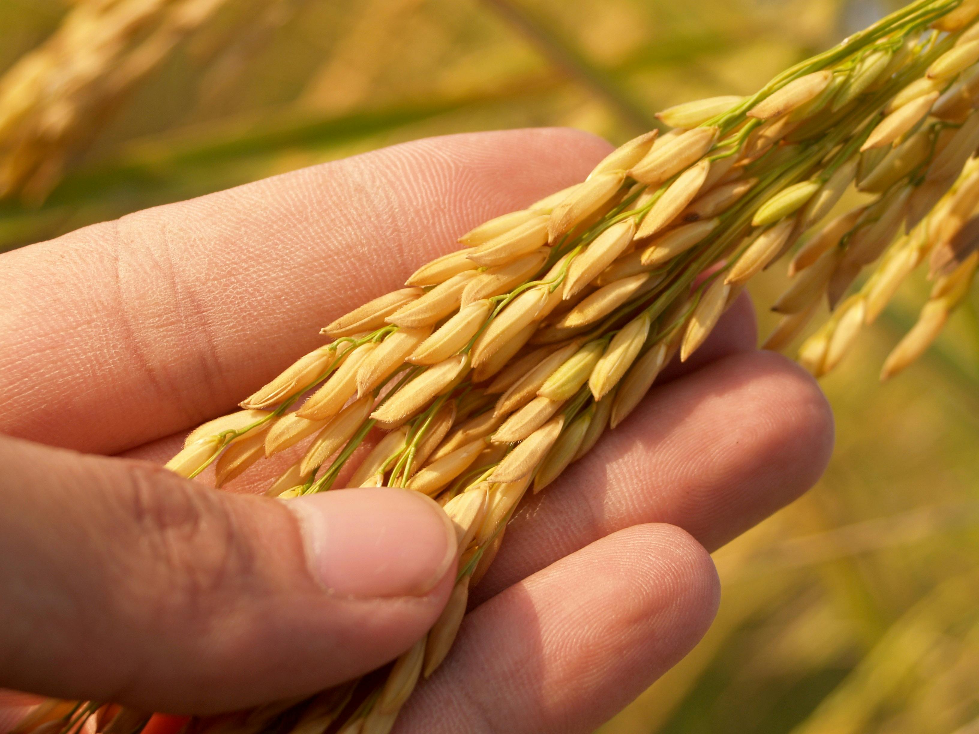 Rice Plant Growth